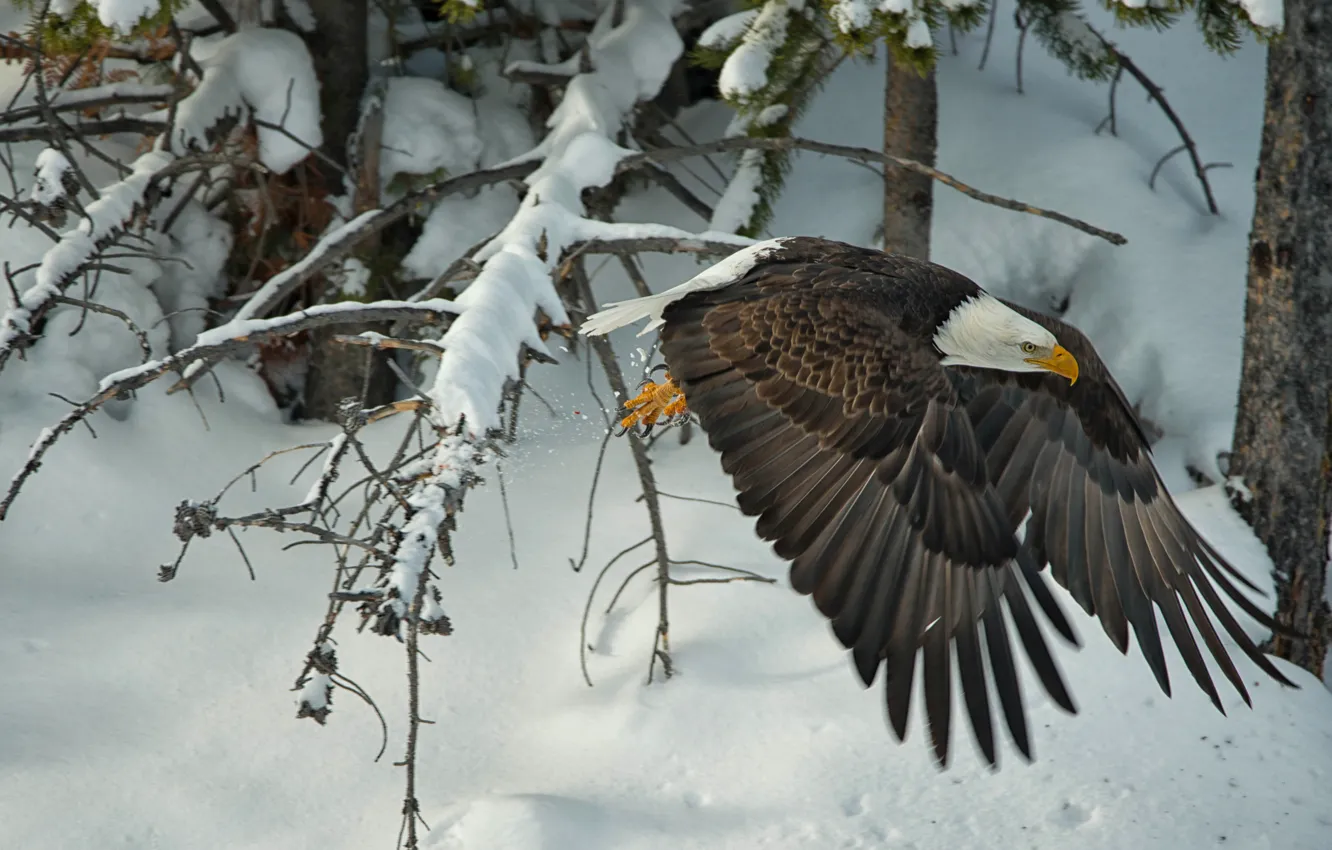 Фото обои зима, снег, деревья, птица, крылья, ястреб, Белоголовый орлан