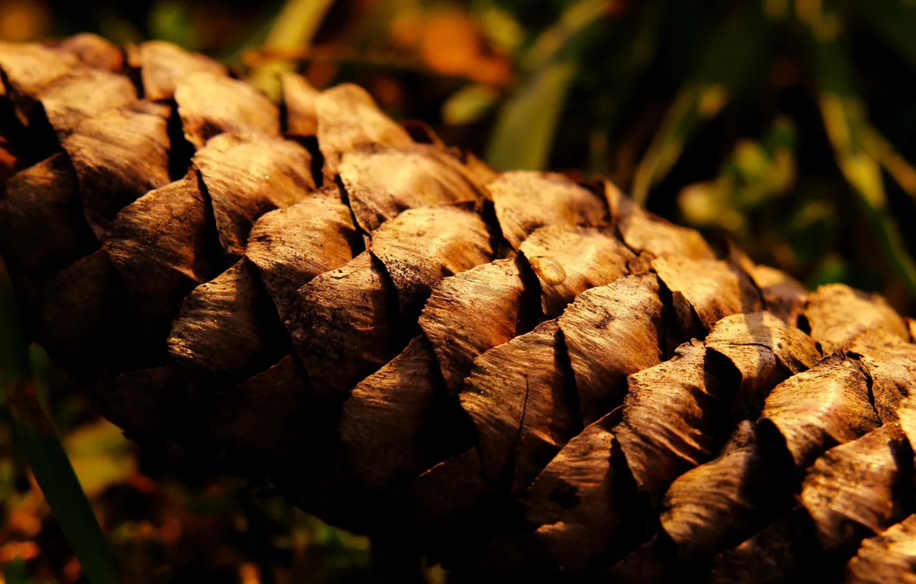 Фото обои forest, dry, cone
