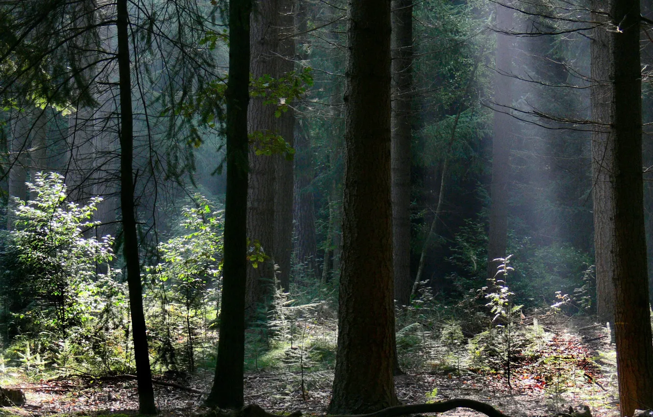 Фото обои лес, свет, деревья, ветки, природа