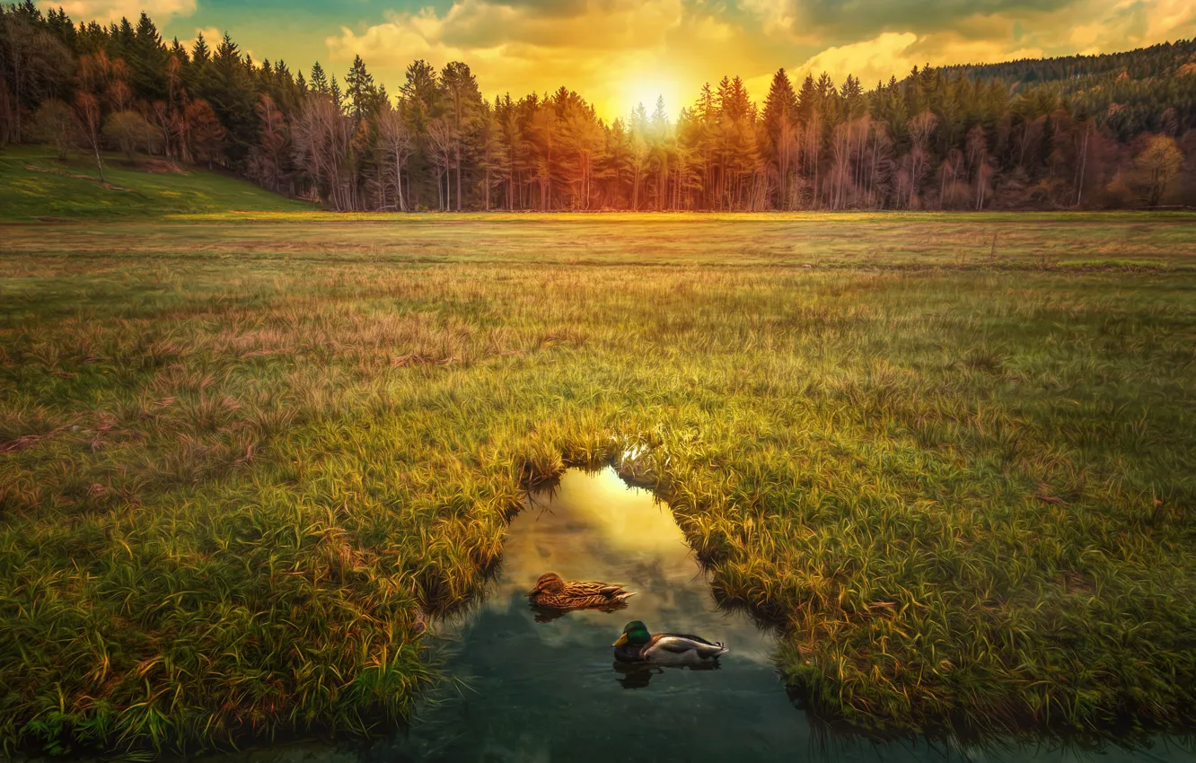 Фото обои поле, лес, небо, трава, солнце, деревья, пруд, рассвет