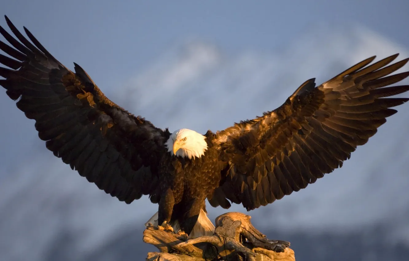 Фото обои птица, орел, крылья, в горах