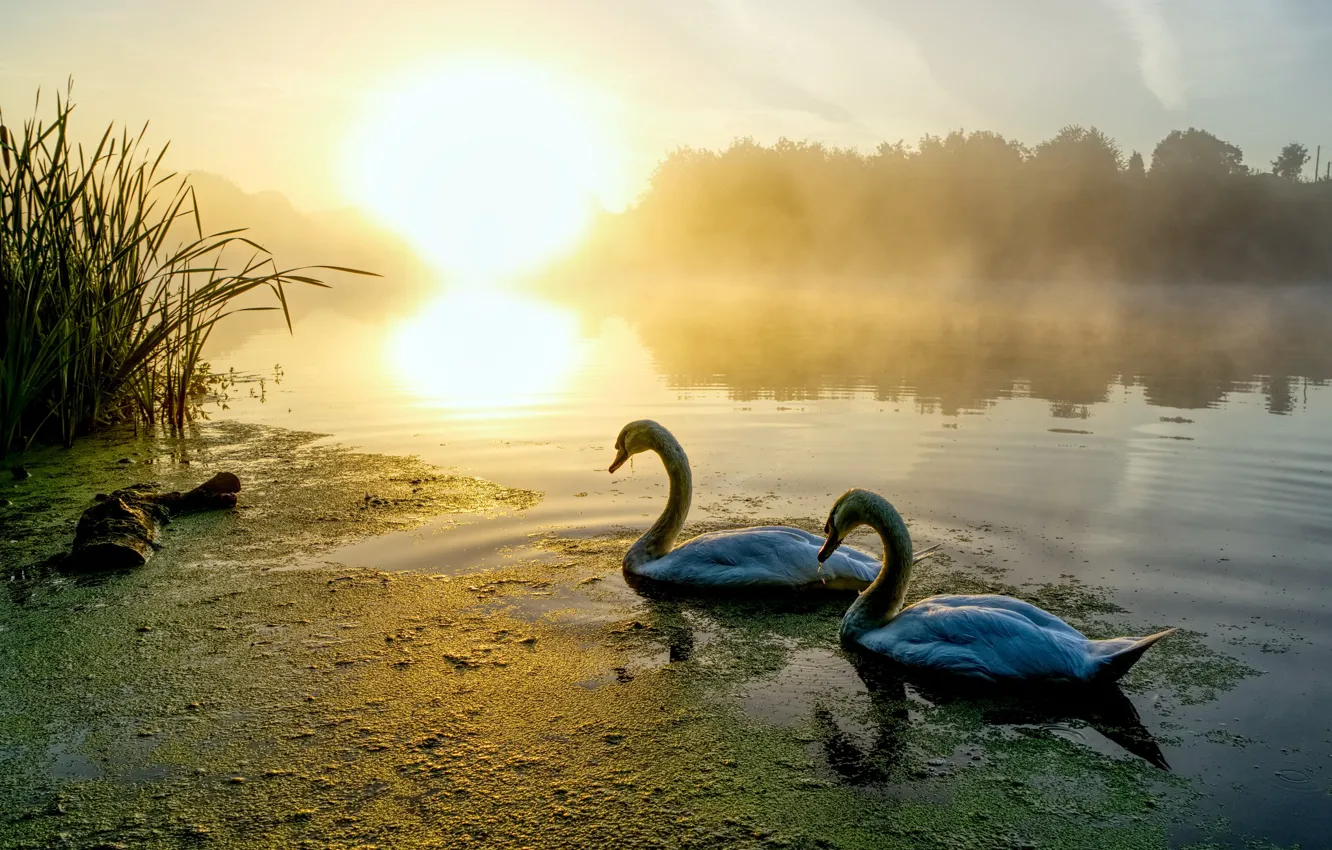 Фото обои лес, солнце, свет, птицы, туман, озеро, пруд, отражение