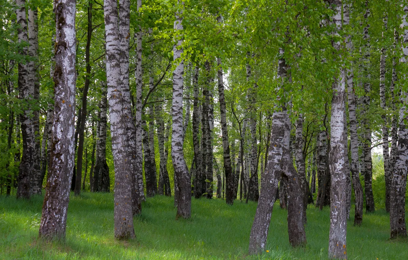 Фото обои лес, весна, утро, Березы, роща