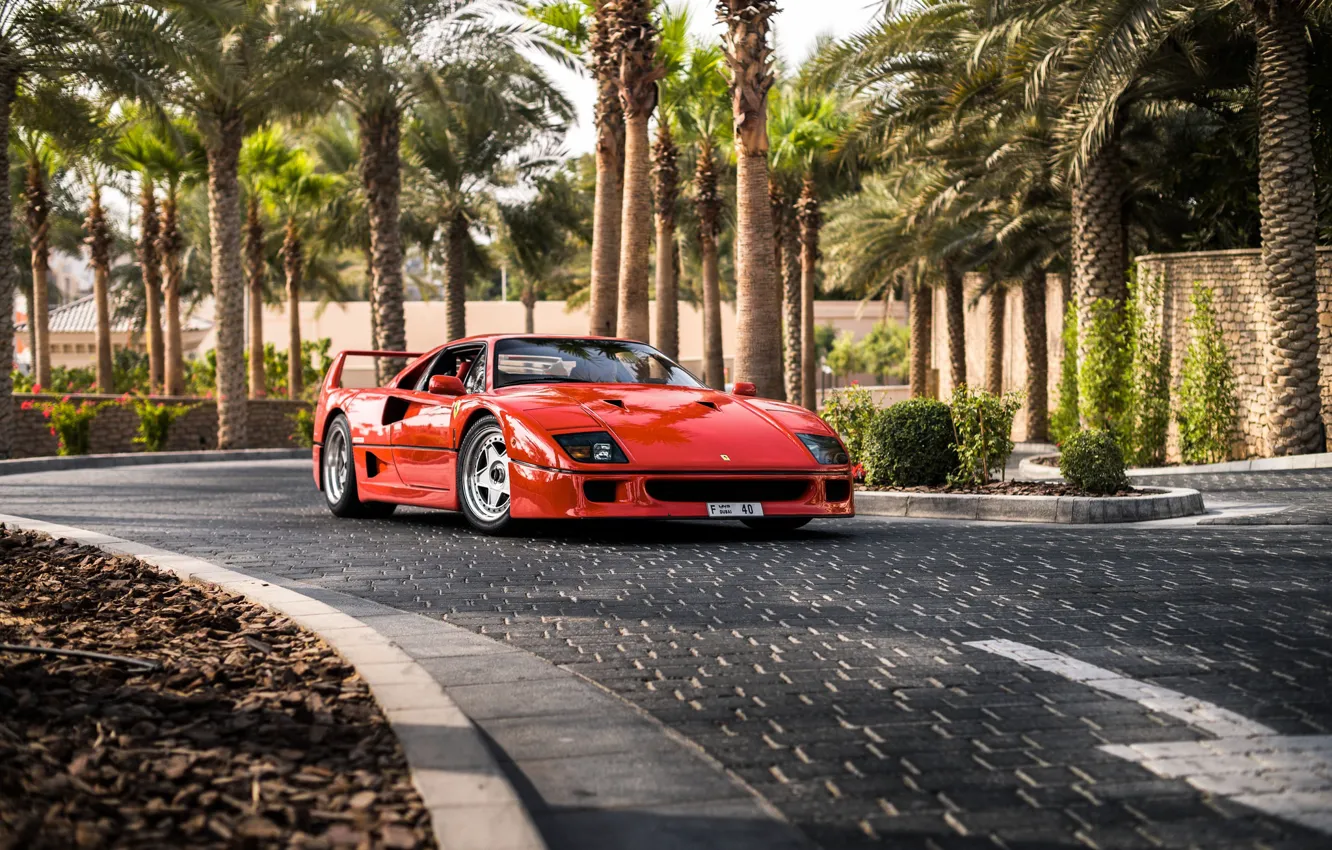Фото обои дорога, пальмы, суперкар, Ferrari F40, sports car