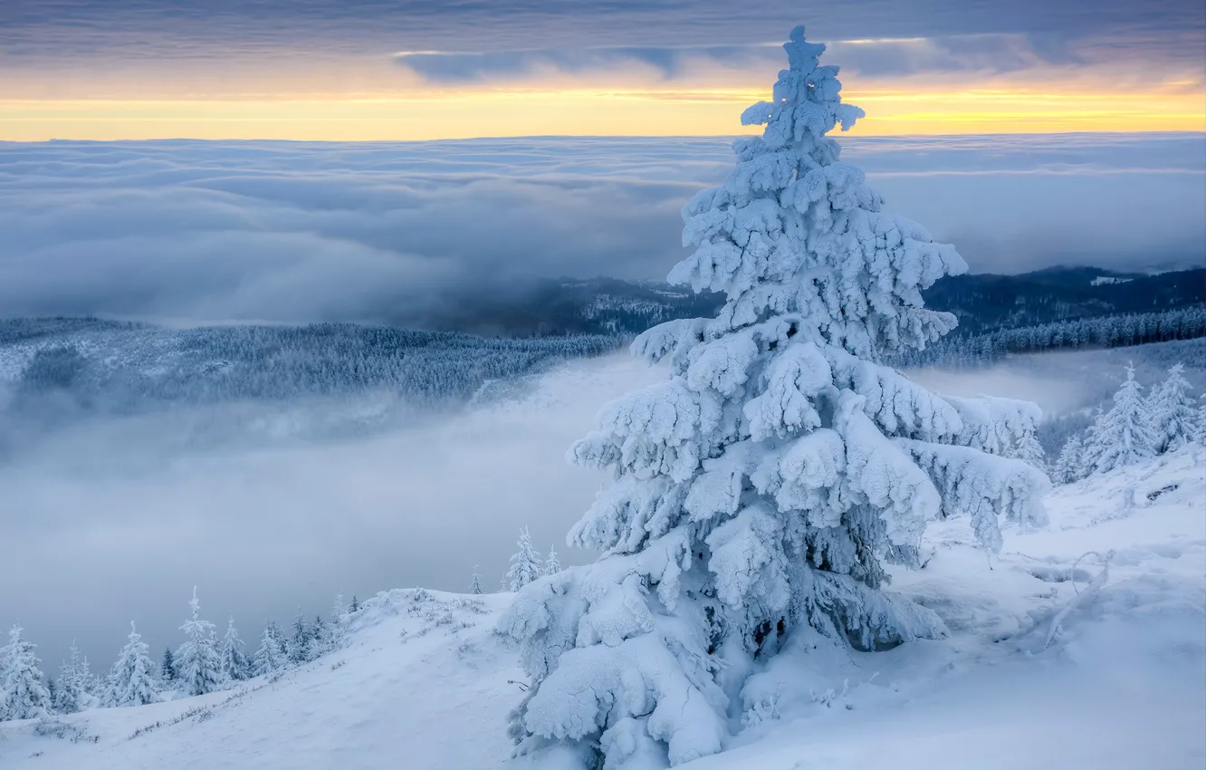 Фото обои зима, облака, снег, туман, ель, утро, Польша, Poland