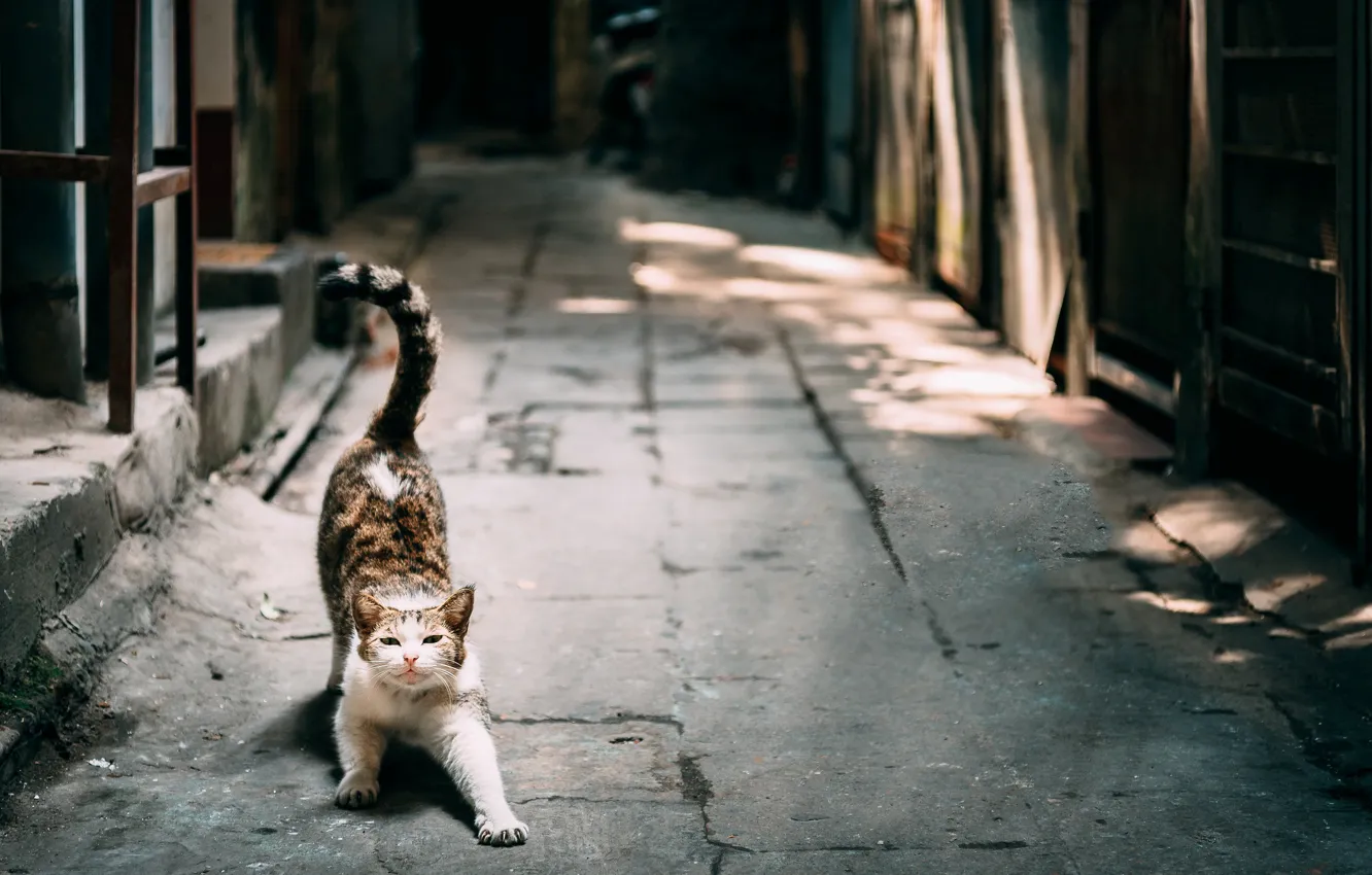Фото обои кошка, кот, улица, потягивается