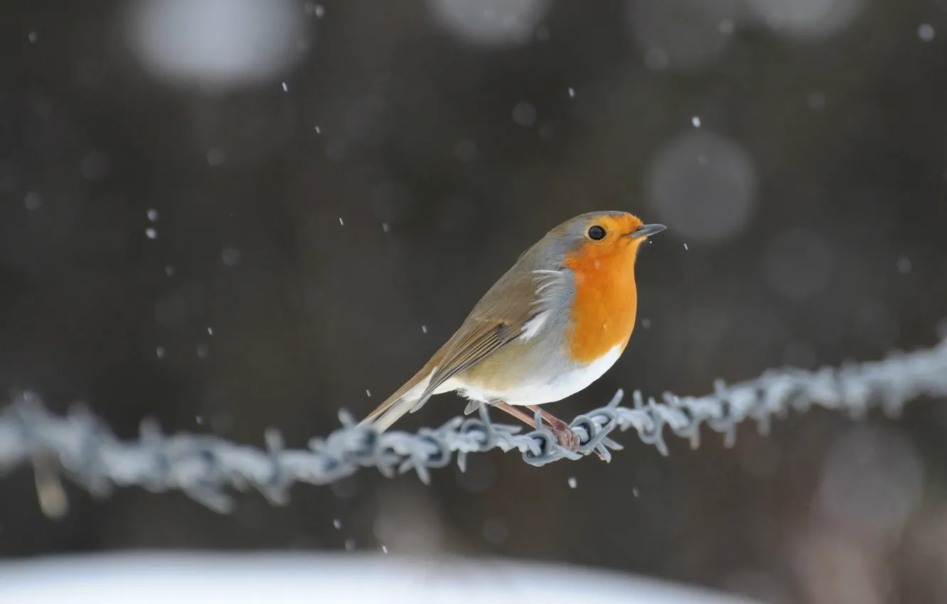 Фото обои снег, блики, птица, проволока, птичка, Малиновка