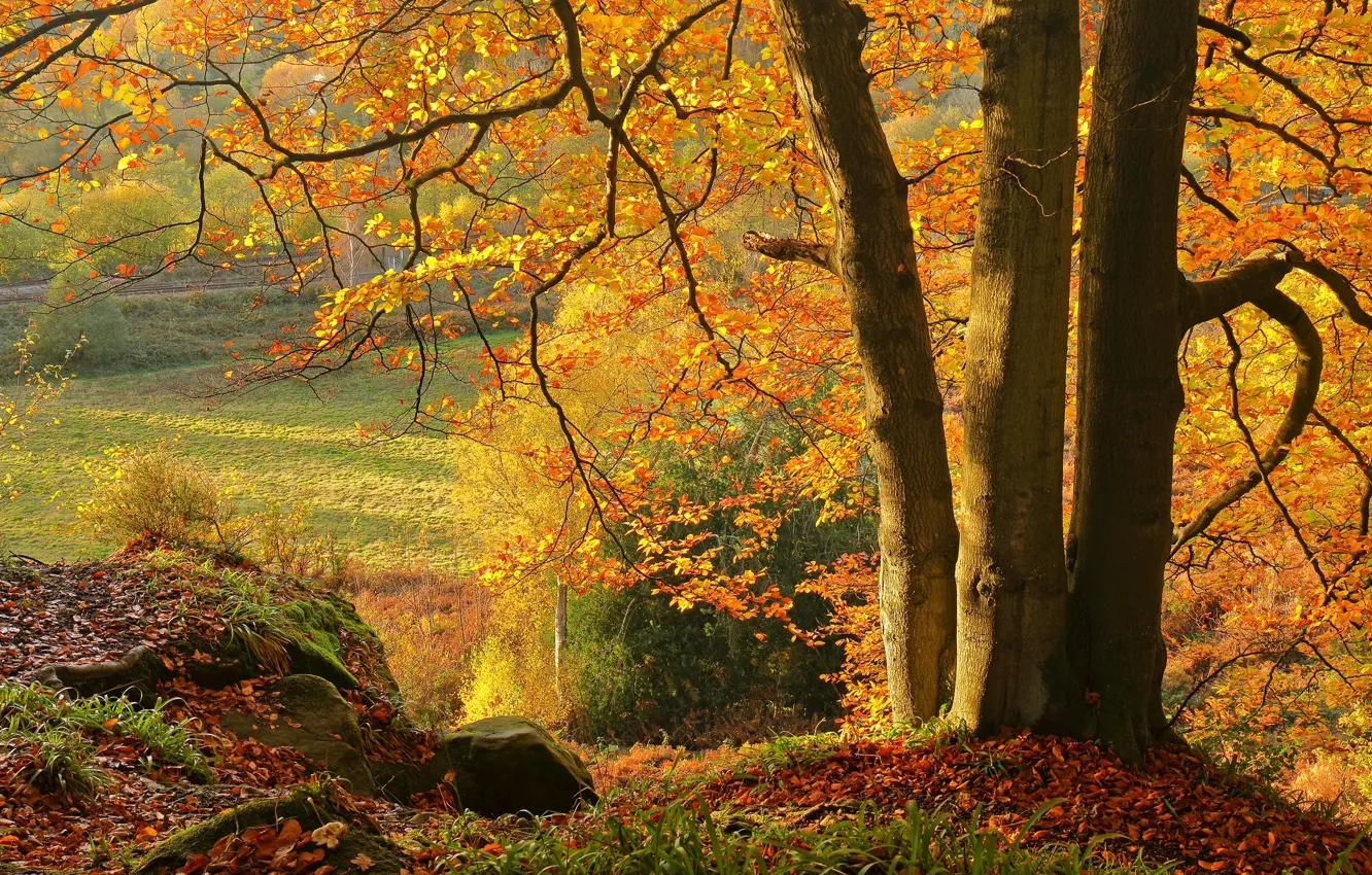 Фото обои осень, деревья, опавшая листва