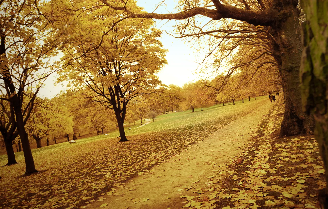 Фото обои дорога, осень, лес, листья, деревья, желтый, парк, тропинка