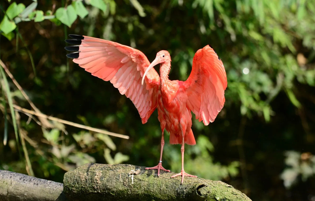 Фото обои птица, крылья, розовая птица
