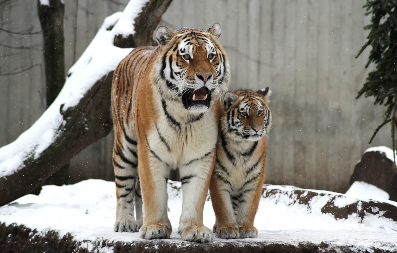 Фото обои кошка, снег, тигр, семья, пара, детёныш, котёнок, тигрица