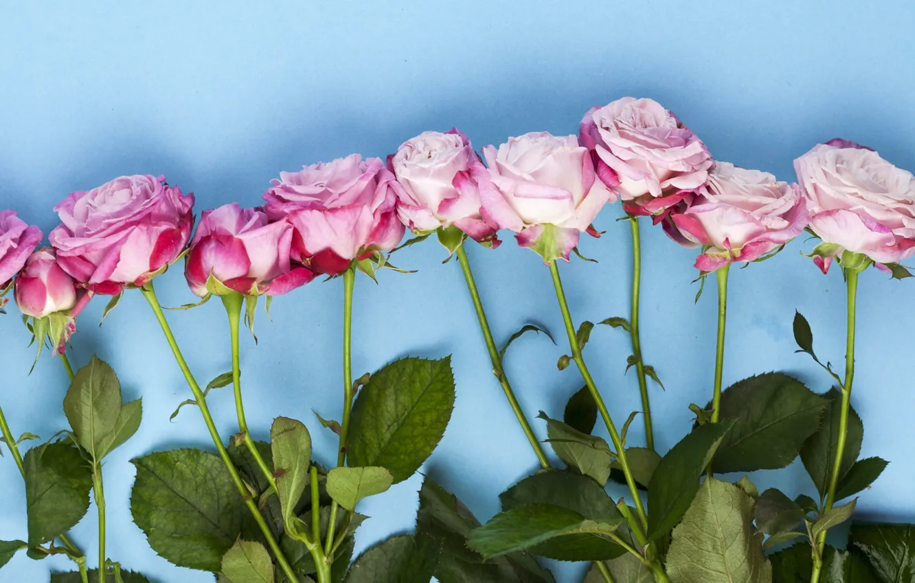 Фото обои цветы, розы, розовые, wood, pink, flowers, beautiful, roses