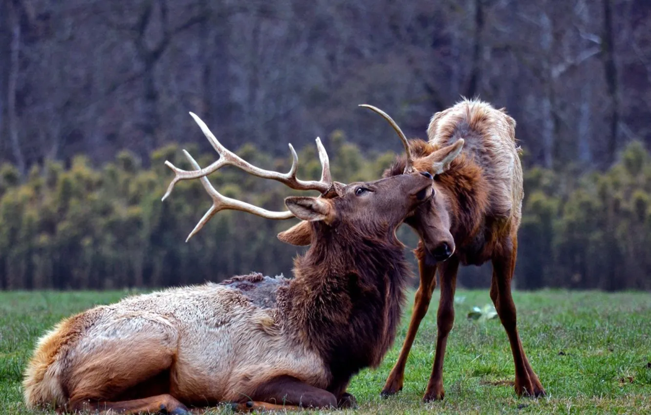 Фото обои green, love, animal, wildlife, Two Deers