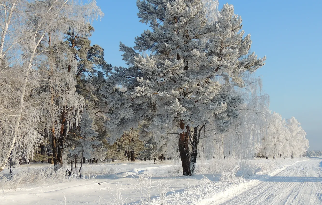 Фото обои зима, иней, дорога, снег, деревья, природа