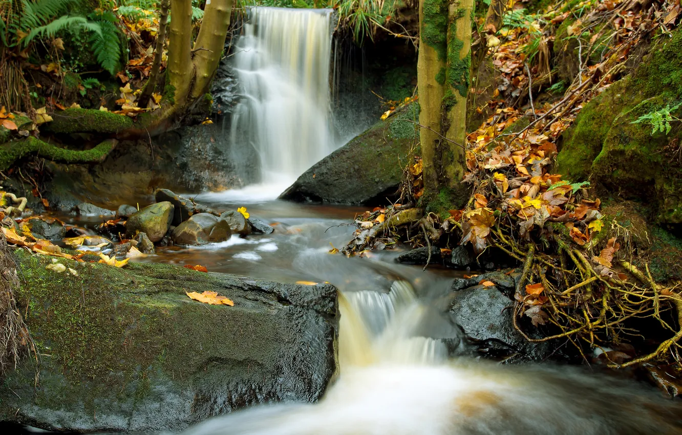 Фото обои осень, лес, листья, камни, водопад, поток, каскад