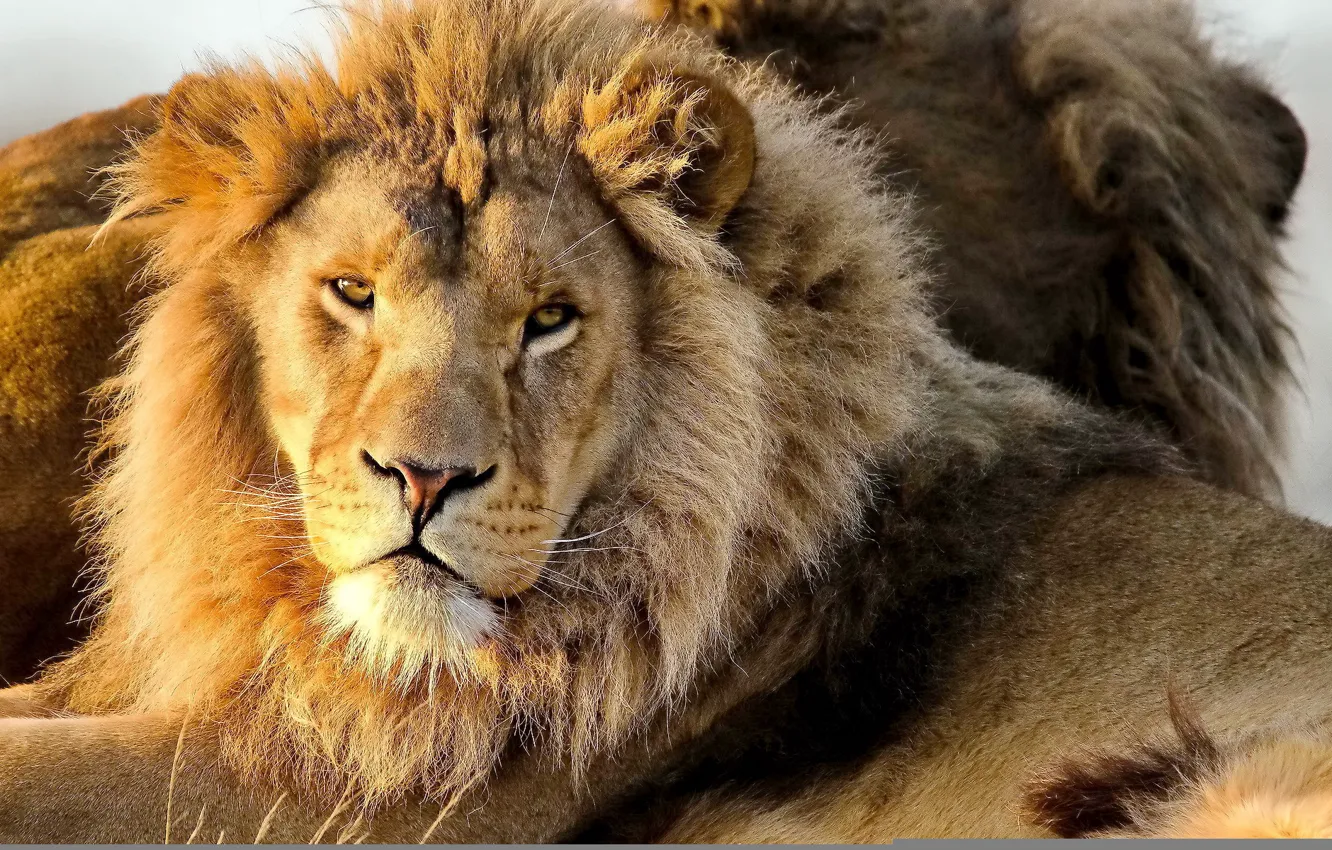 Фото обои усы, морда, хищник, лев, грива, смотрит, lion, panthera leo
