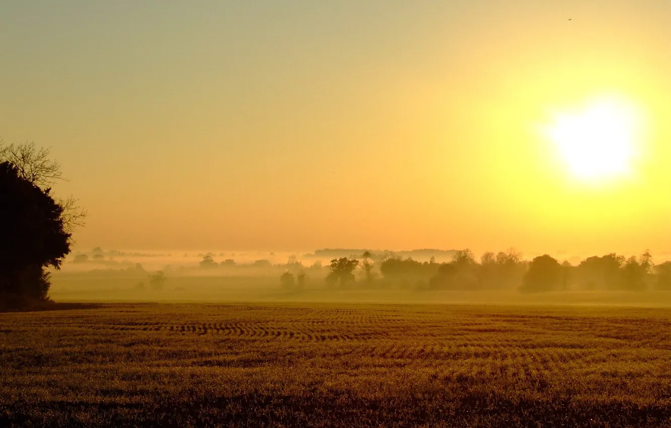 Фото обои поле, солнце, туман