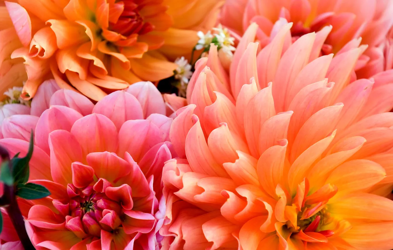 Фото обои макро, цветы, букет, лепестки, оранжевые, георгины