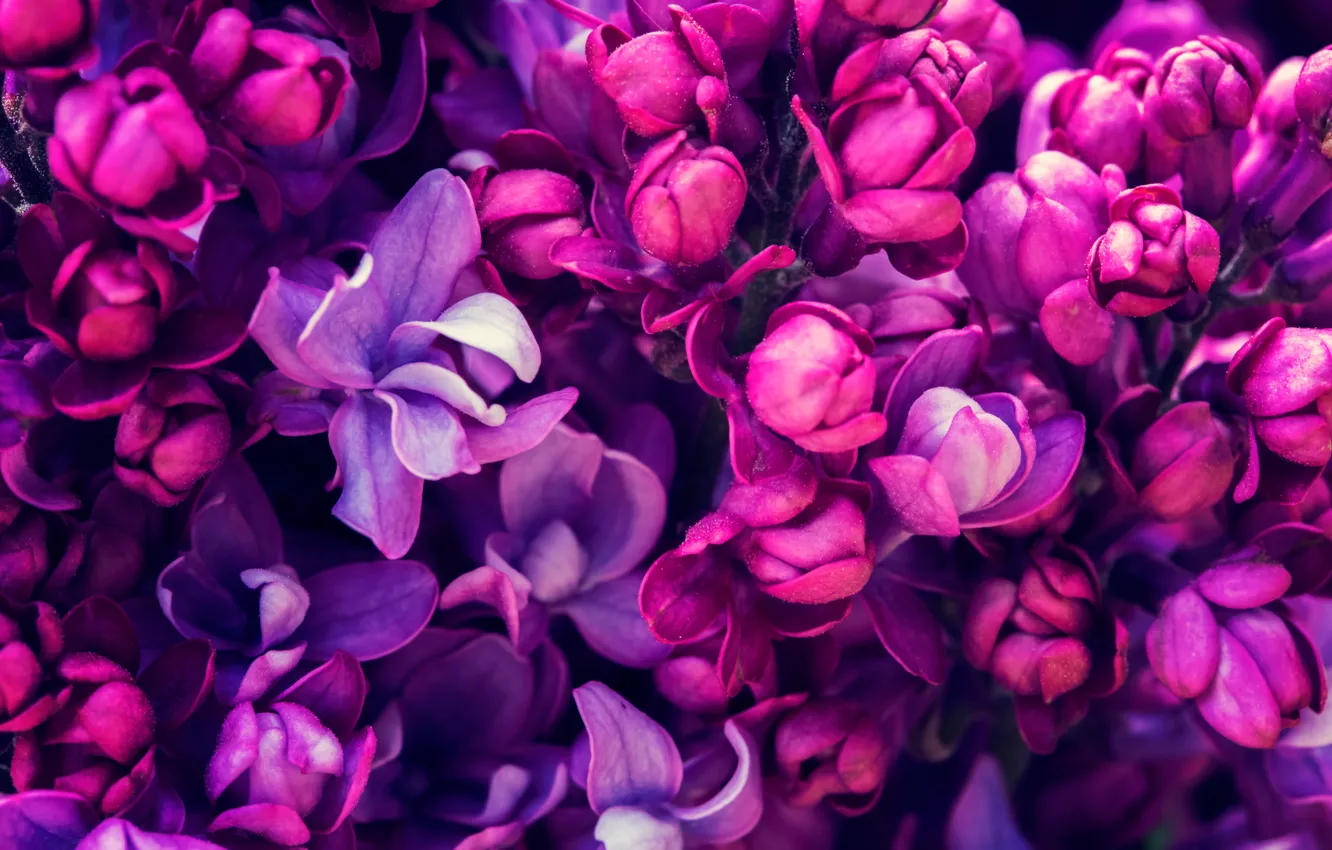 Фото обои весна, цветение, blossom, flowers, сирень, spring, purple, lilac