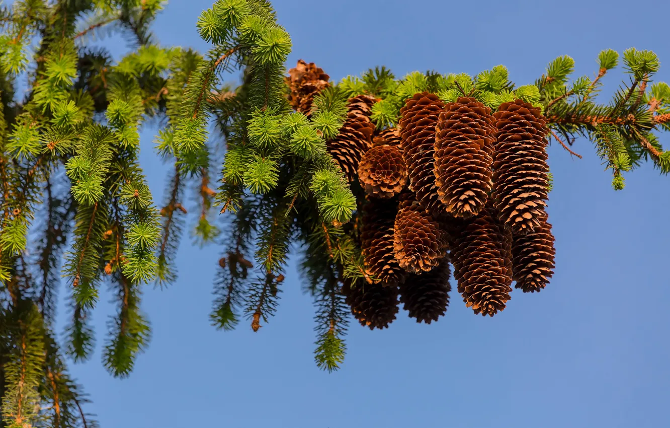 Фото обои небо, ветки, хвоя, шишки