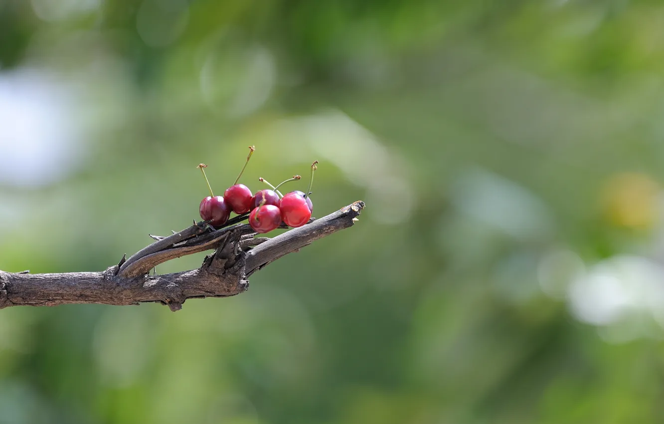 Фото обои вишня, ягоды, веточка, фон