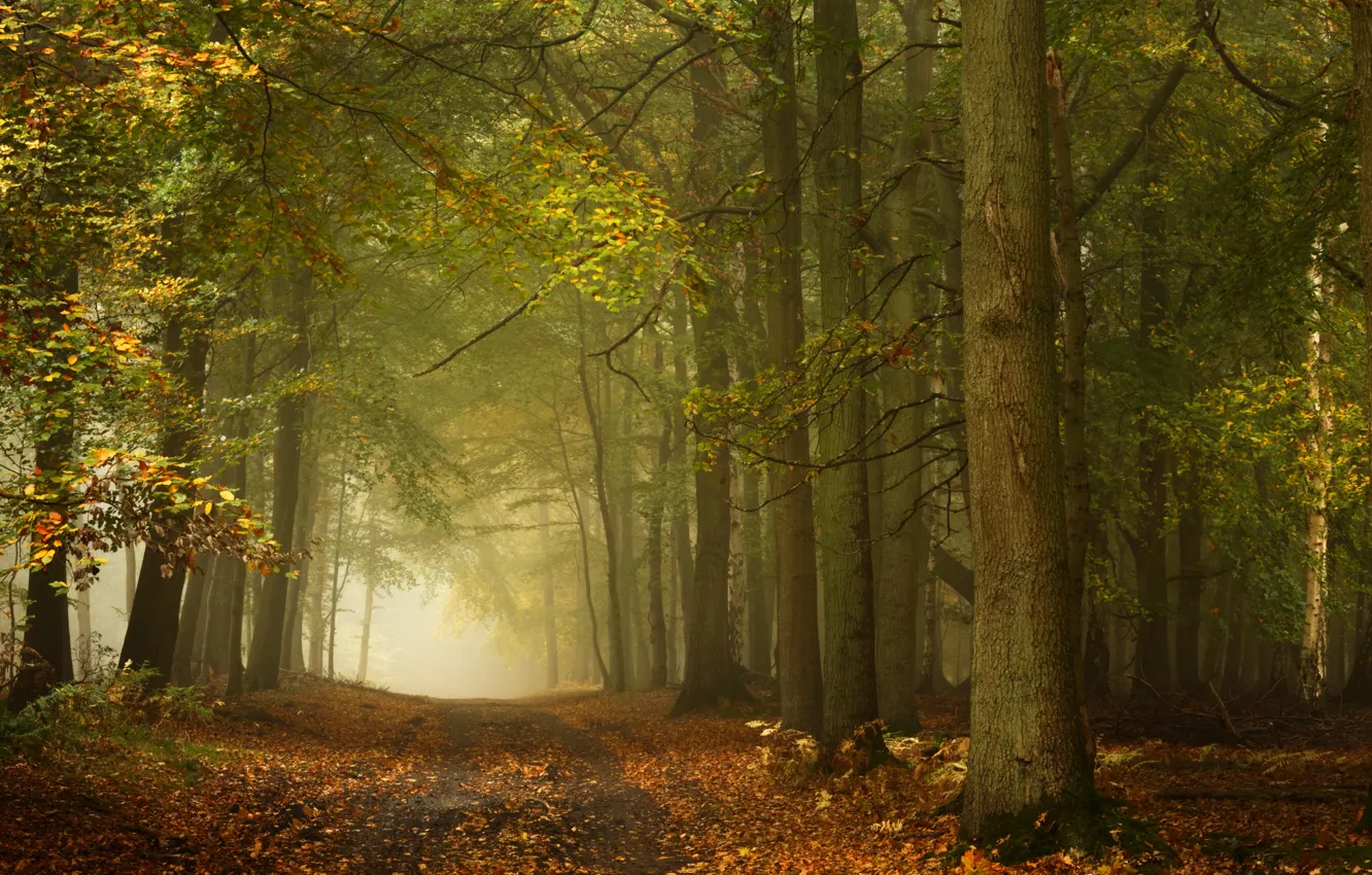 Фото обои дорога, осень, лес, деревья, Англия, England, Ashridge Wood, Лес Ашридж