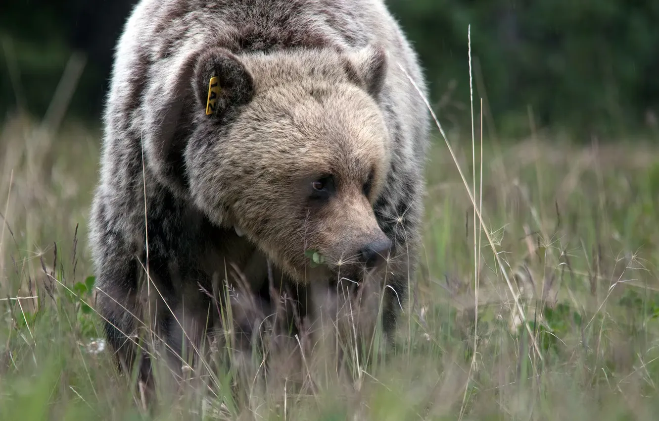 Фото обои bear, predator, animal, wildlife