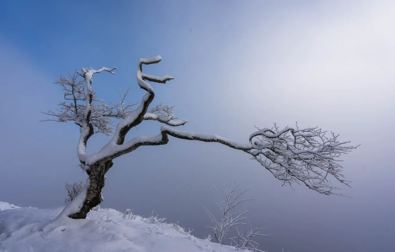Фото обои снег, природа, туман, дерево