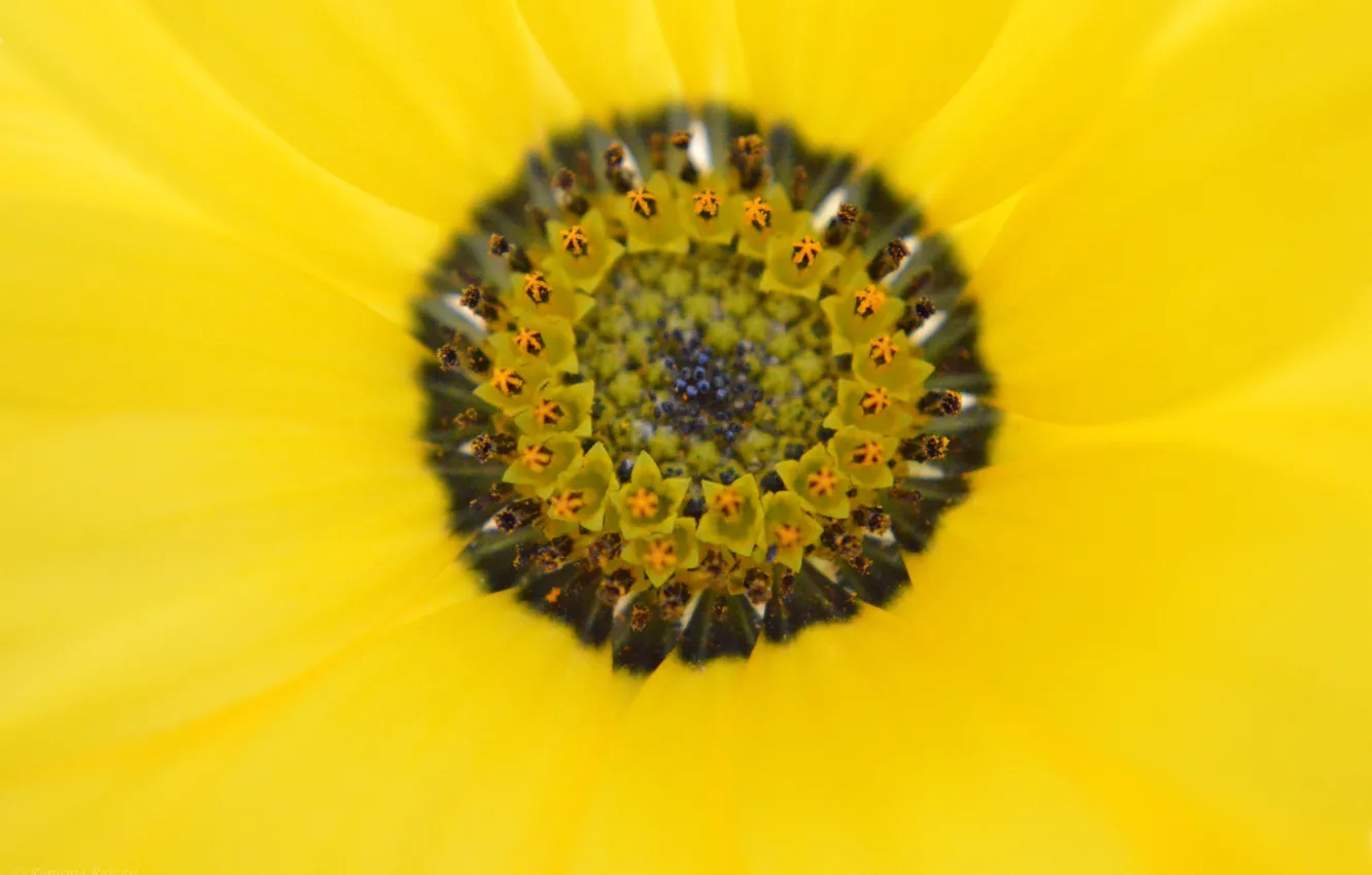 Фото обои flower, yellow, petals