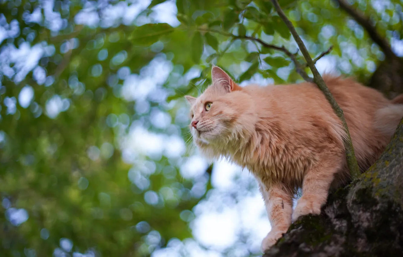 Фото обои кошка, кот, дерево, на дереве, котейка
