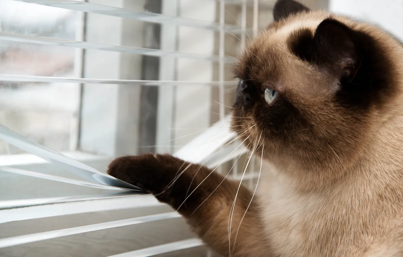 Фото обои кот, усы, улица, лапы, размытость, окно, хвост, смотрит
