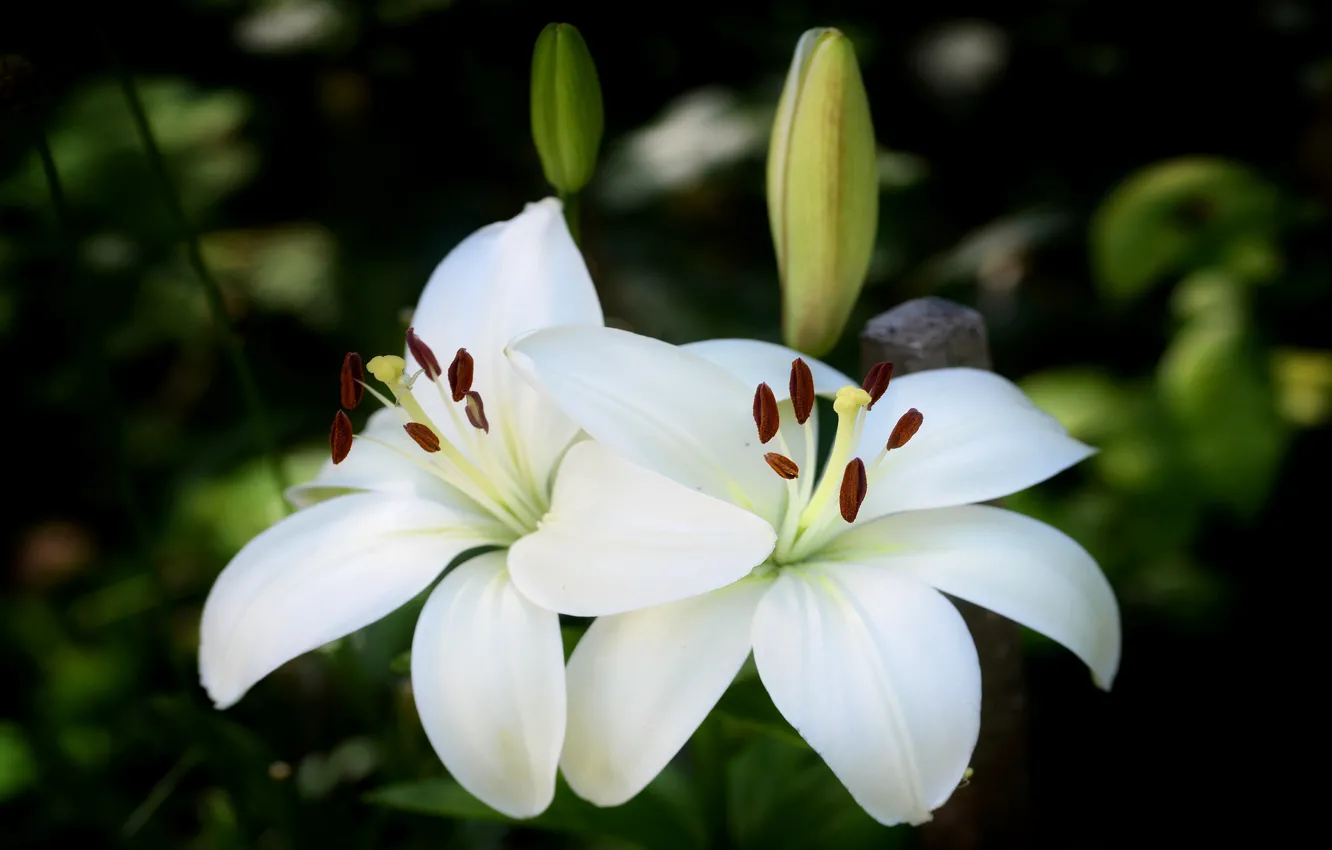 Фото обои цветы, темный фон, лилии, две, сад, белые, бутоны