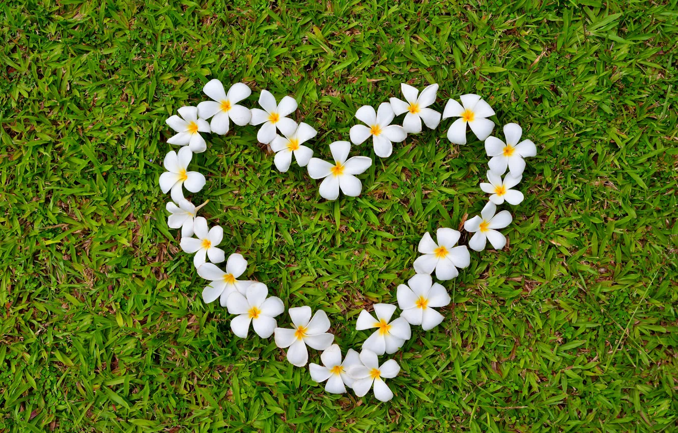 Фото обои трава, любовь, цветы, сердце, love, grass, heart, romantic