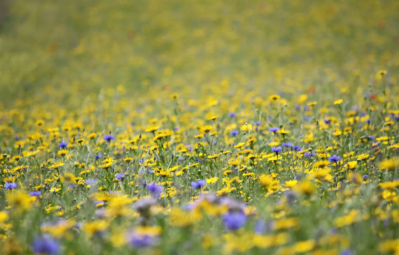 Фото обои поле, трава, цветы, луг