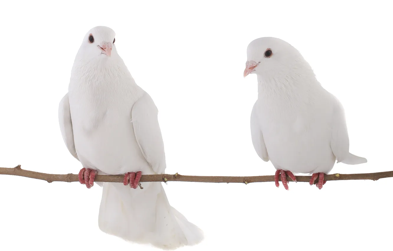 Фото обои ветка, белый фон, branch, white background, белые голуби, white doves