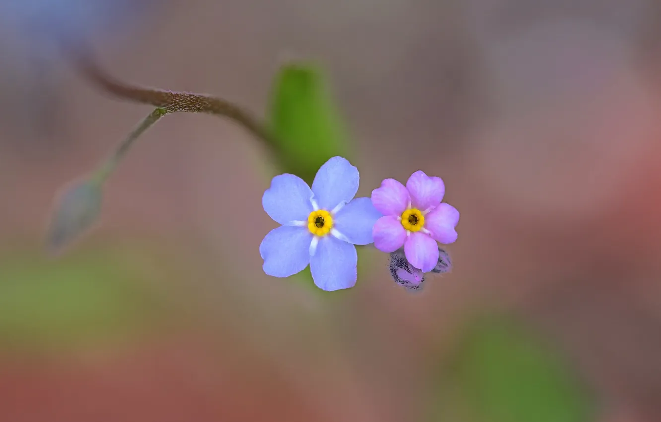 Фото обои цветок, природа, краски, лепестки, незабудка