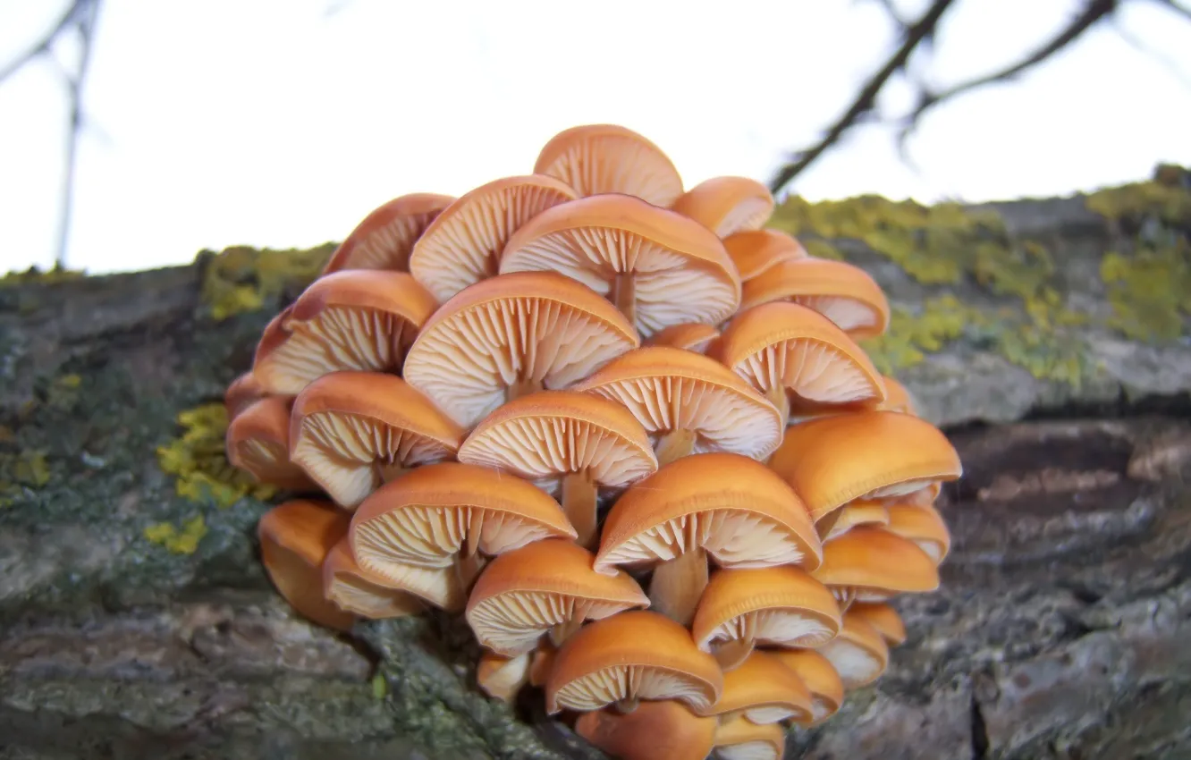 Фото обои зима, грибы, январь, Meduzanol ©, зимний гриб