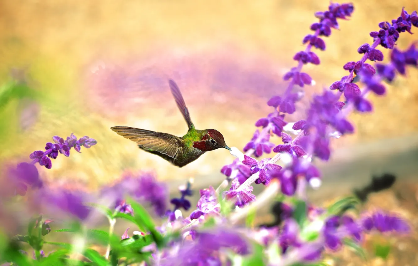 Фото обои цветы, птица, размытие, колибри, птичка, сиреневые, боке