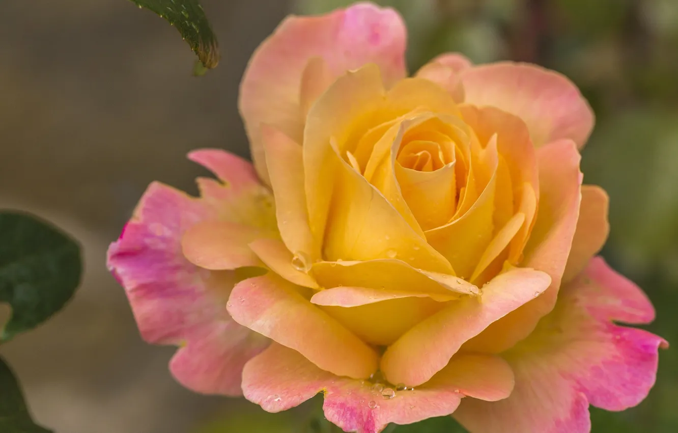 Фото обои макро, розы, лепестки