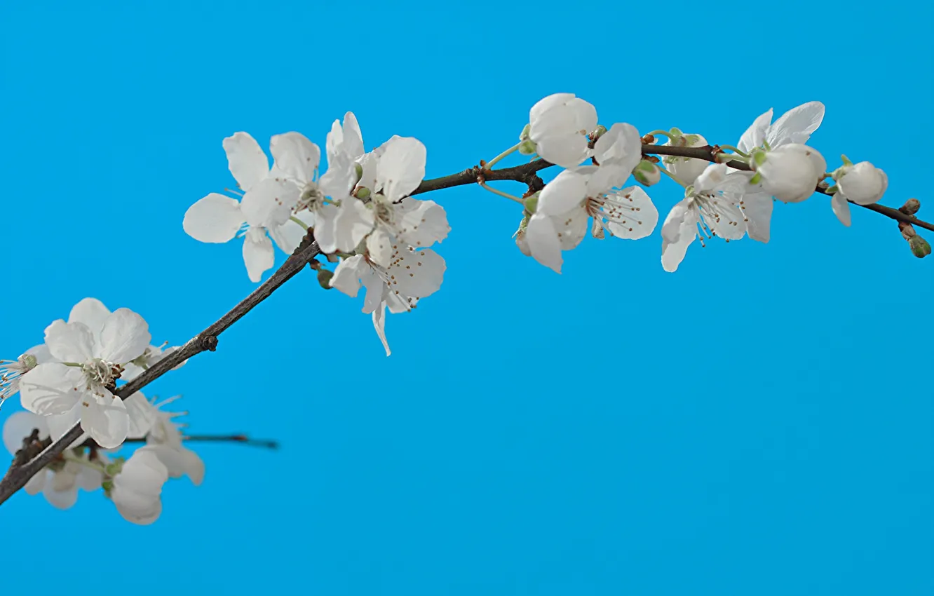 Фото обои небо, ветки, весна, сад, цветение