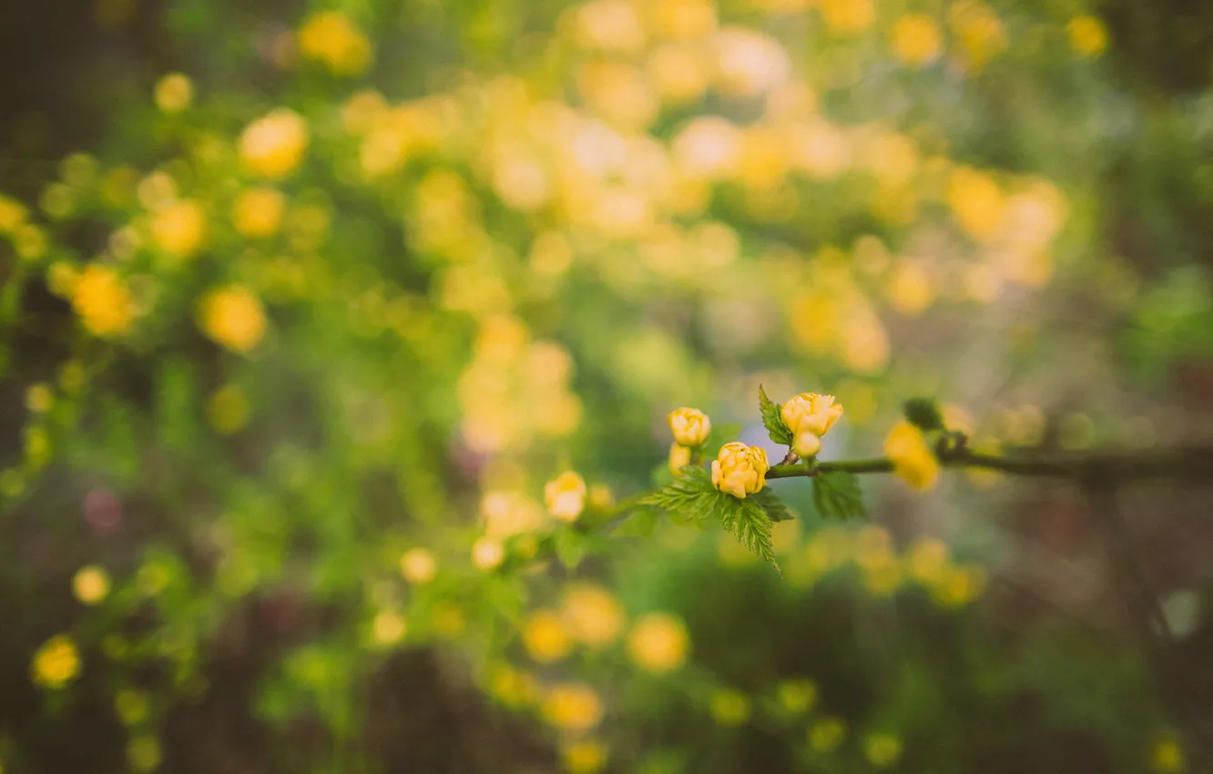 Фото обои цветы, ветка, желтые, лепестки