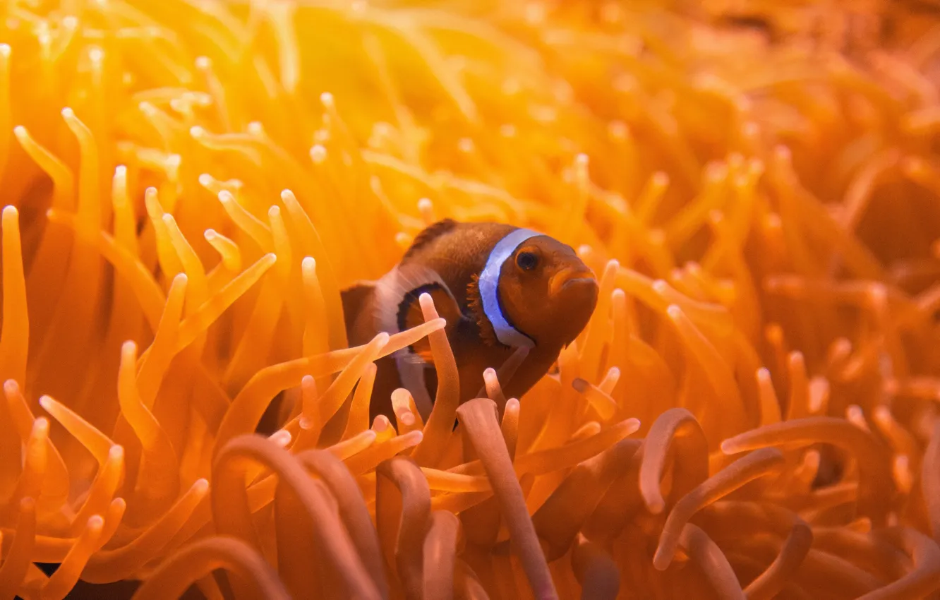 Фото обои fish, aquarium, sea anemones