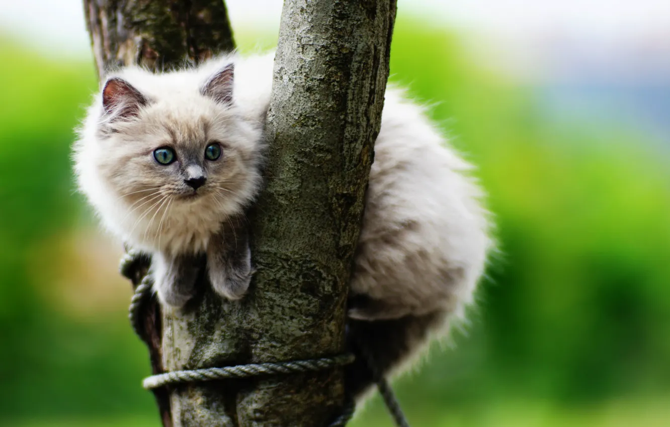 Фото обои котенок, дерево, милый