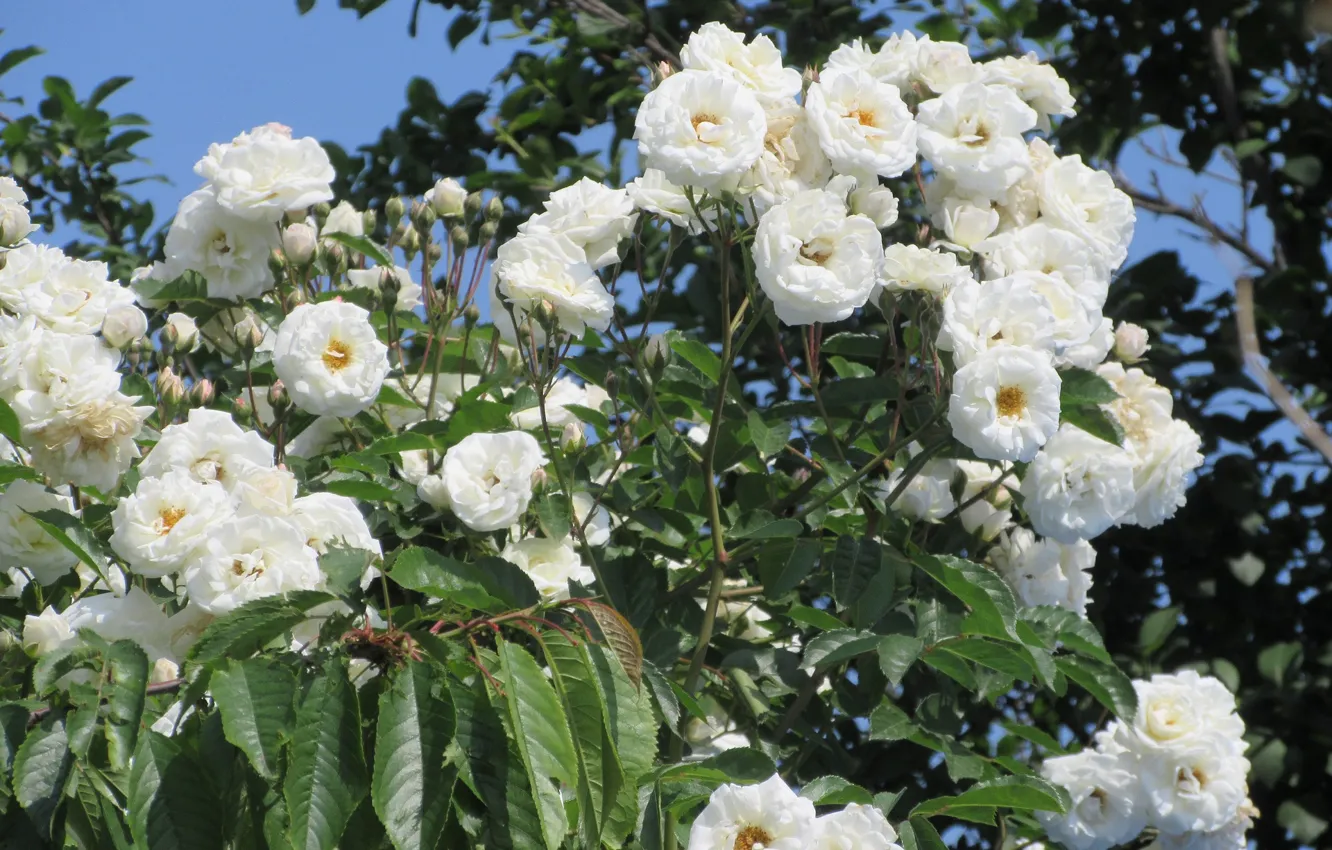 Фото обои розы, белые розы, Meduzanol ©, лето 2018