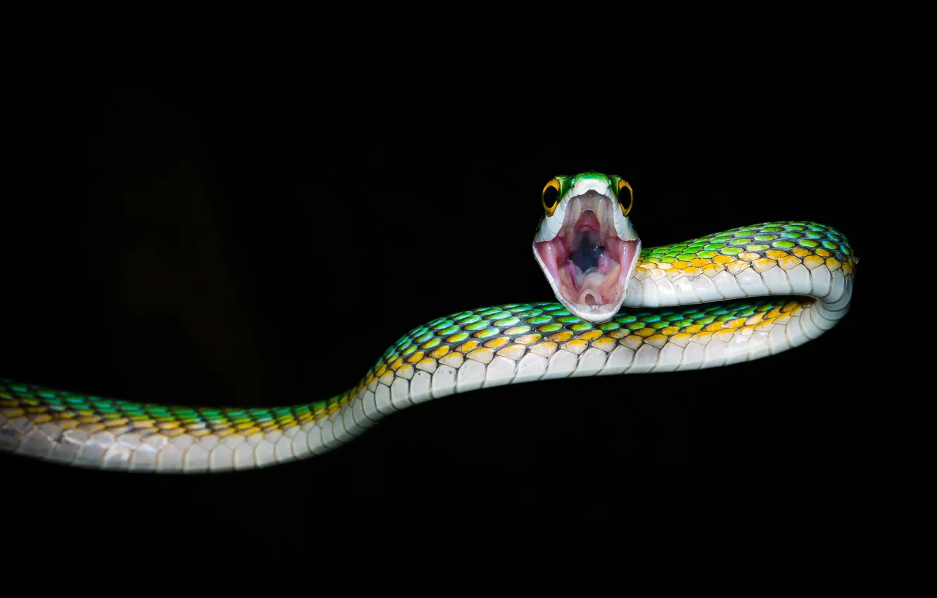 Фото обои ночь, природа, змея, пасть, рептилия, хладнокровное животное