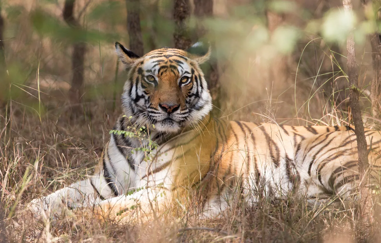 Фото обои тигр, хищник, шерсть, окрас