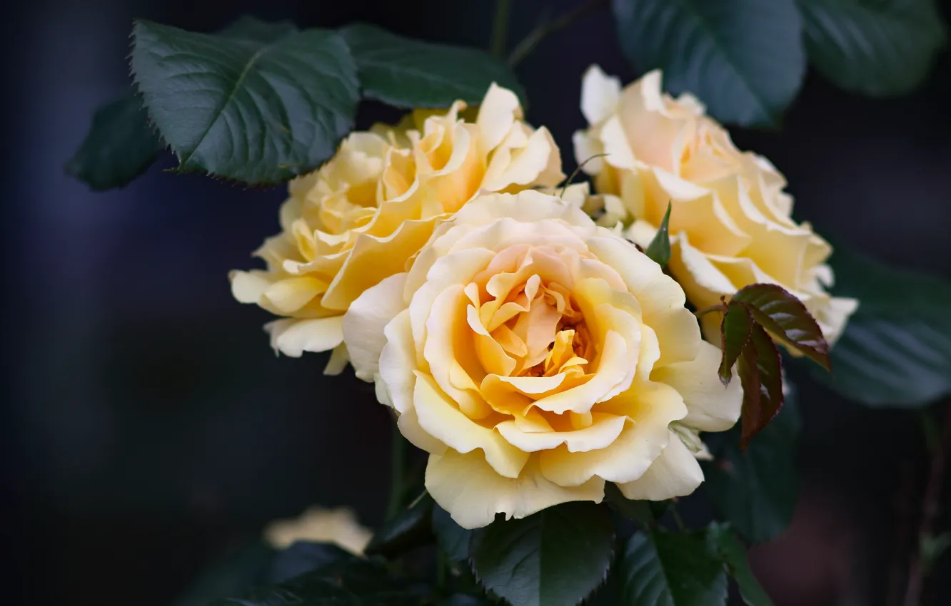 Фото обои цветы, розы, букет, красивый, бутоны роз