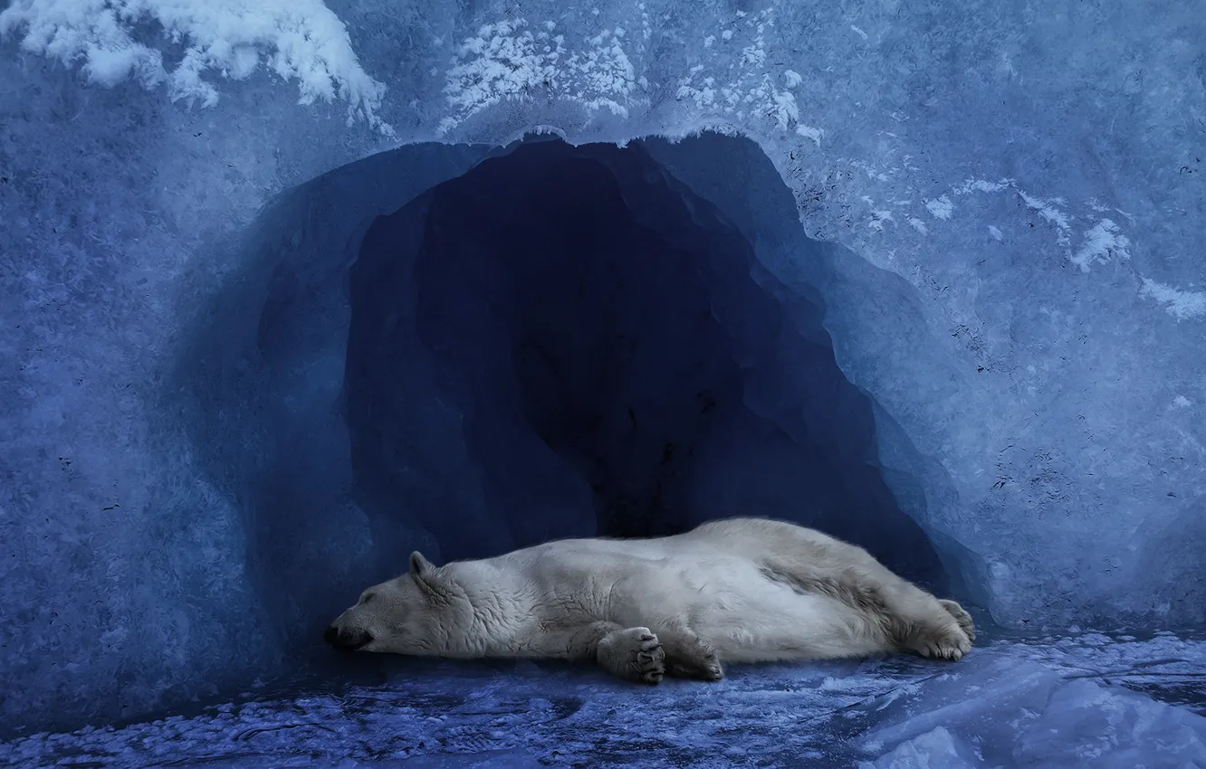 Фото обои лед, белый, нора, медведь