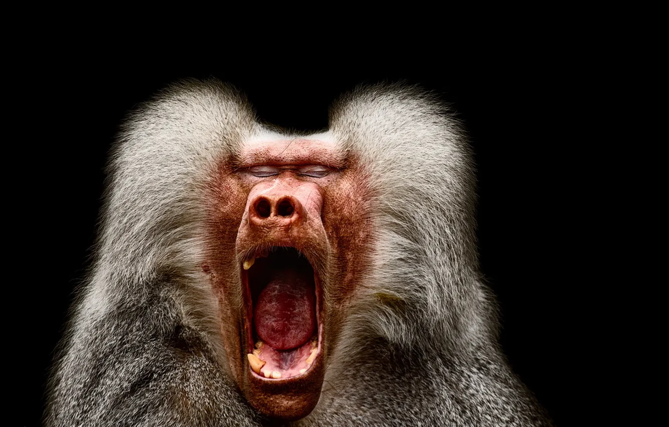 Фото обои природа, обезьяна, крик, Pavian