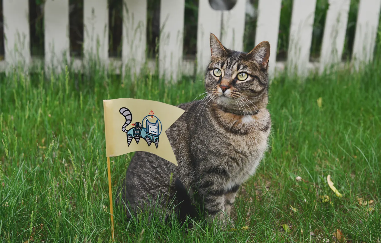 Фото обои кошка, трава, кот, забор, космонавт, флаг, скафандр, cat
